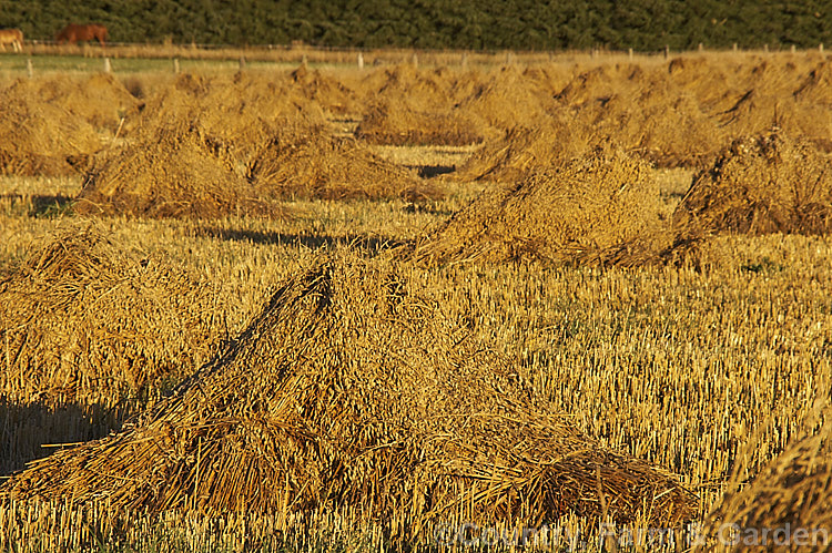 Loosely stooked sheaves of oats drying before being stacked. The oat (<i>Avena sativa</i>) is a Eurasian grass that is one of the major grain crops. Although a staple food in the Middle. Ages, for many years oats were primarily used as a fodder crop, but with the rise in the consumption of breakfast cereal and mixed grain breads they are once again widely used. avena-2197htm'>Avena. .