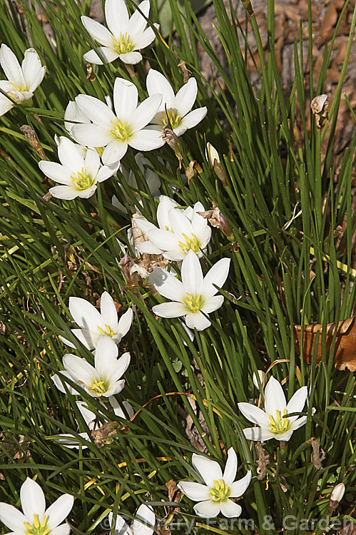 Zephyranthes candida, a late summer- to autumn-flowering bulb native to Uruguay and Argentina. The flowers are up to 5cm wide and may be white or slightly pink-tinted.