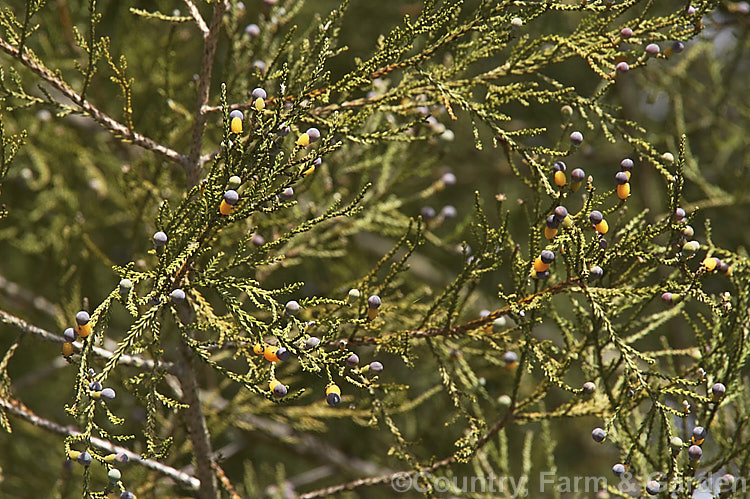 The small drupes of the Kahikatea (<i>Dacrycarpus dacrydioides [syn. Podocarpus dacrydioides]), an evergreen New Zealand conifer up to 65m tall It prefers damp soil and develops extensive buttress and surface roots. dacrycarpus-2675htm'>Dacrycarpus. <a href='podocarpaceae-plant-family-photoshtml'>Podocarpaceae</a>.