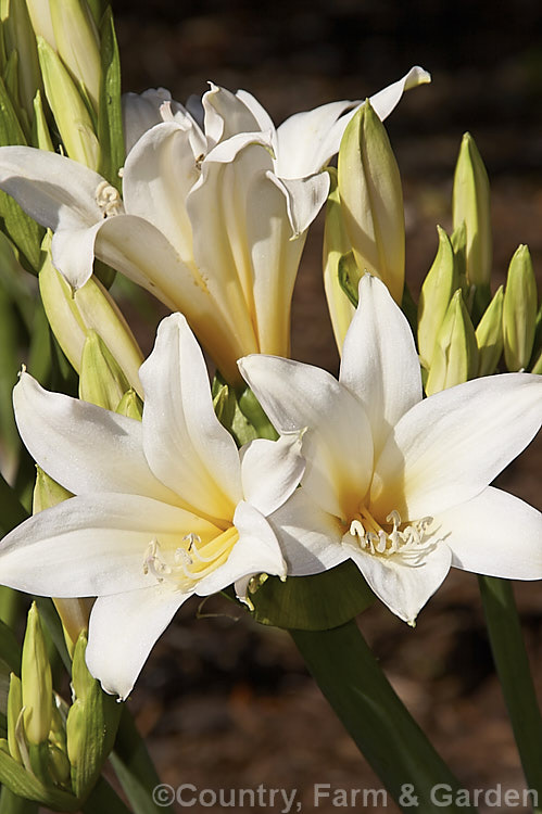 Amaryllis belladonna 'Alba', a creamy white-flowered cultivar of the Belladonna Lily or Naked Ladies, an autumn-flowering bulb native to South Africa. The flowers appear before the foliage develops. Order: Asparagales, Family: Amaryllidaceae