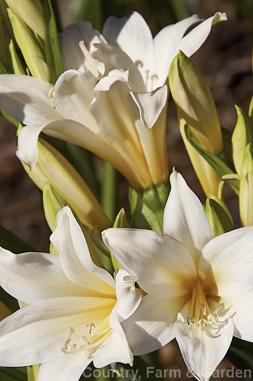 Amaryllis belladonna 'Alba', a creamy white-flowered cultivar of the Belladonna Lily or Naked Ladies, an autumn-flowering bulb native to South Africa. The flowers appear before the foliage develops. Order: Asparagales, Family: Amaryllidaceae