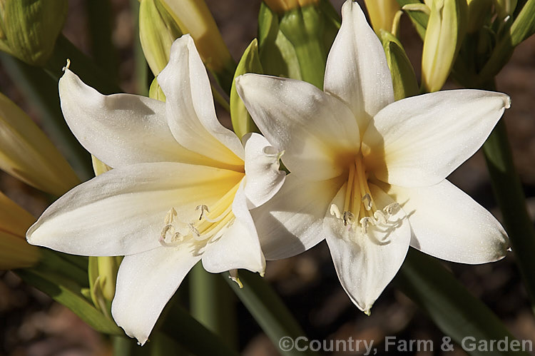 Amaryllis belladonna 'Alba', a creamy white-flowered cultivar of the Belladonna Lily or Naked Ladies, an autumn-flowering bulb native to South Africa. The flowers appear before the foliage develops. Order: Asparagales, Family: Amaryllidaceae