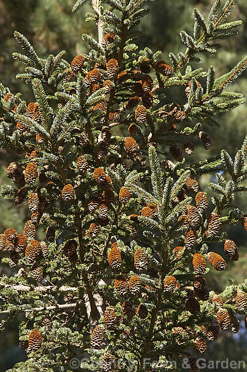 Mature open cones of the Sakhalin. Spruce (<i>Picea glehnii</i>), a 30m tall evergreen coniferous tree native to northern Japan and SakhalinIsland It has a narrow, strongly erect habit and its cones are up to 8cm long. picea-2080htm'>Picea. <a href='pinaceae-plant-family-photoshtml'>Pinaceae</a>.