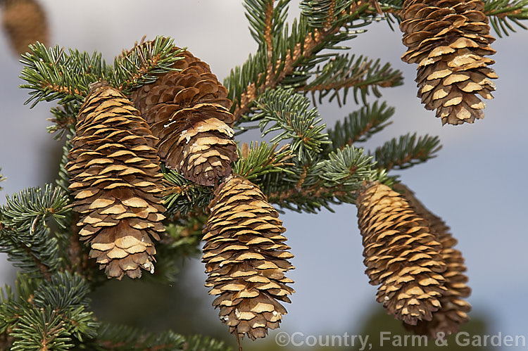 Mature open cones of the Sakhalin. Spruce (<i>Picea glehnii</i>), a 30m tall evergreen coniferous tree native to northern Japan and SakhalinIsland It has a narrow, strongly erect habit and its cones are up to 8cm long. picea-2080htm'>Picea. <a href='pinaceae-plant-family-photoshtml'>Pinaceae</a>.