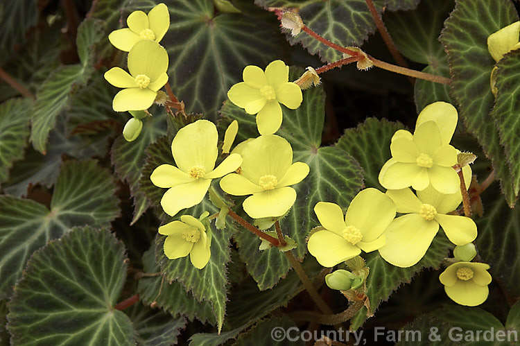 Begonia pearcei, an Andean species introduced to Europe in 1864 by Richard. Pearce and important in the hybridising of the<i>Begonia x tuberhybrida</i>begonias, the first of which appeared in 1867. Order: Cucurbitales, Family: Begoniaceae