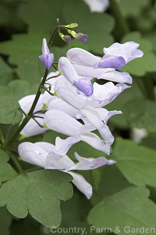 Plectranthus saccatus, a soft-stemmed, 12m tall evergreen shrub native to eastern South Africa. It is often grown as a house or greenhouse plant. plectranthus-2744htm'>Plectranthus.