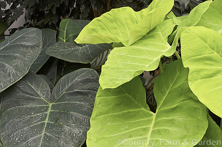 At left is the plain green-leafed form of Yautia, Tannia, Arrowleaf or Elephant Ear (<i>Xanthosoma sagittifolium</i>), a tuberous-rooted evergreen perennial aroid native to tropical America. It is cultivated as an ornamental for its large, strongly veined leaves and in its natural range it is used as a vegetable, both for its foliage and its edible yam-like roots. To the right is 'Chartreuse. Giant', a yellow-green-leafed cultivar. xanthosoma-2096htm'>Xanthosoma.