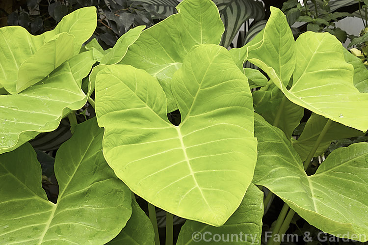 Xanthosoma sagittifolium 'Chartreuse. Giant', a yellow-green-leafed cultivar of Yautia, Tannia, Arrowleaf or Elephant Ear, a tuberous-rooted evergreen perennial aroid native to tropical America. It is cultivated as an ornamental for its large, strongly veined leaves and in its natural range it is used as a vegetable, both for its foliage and its edible yam-like roots. xanthosoma-2096htm'>Xanthosoma.