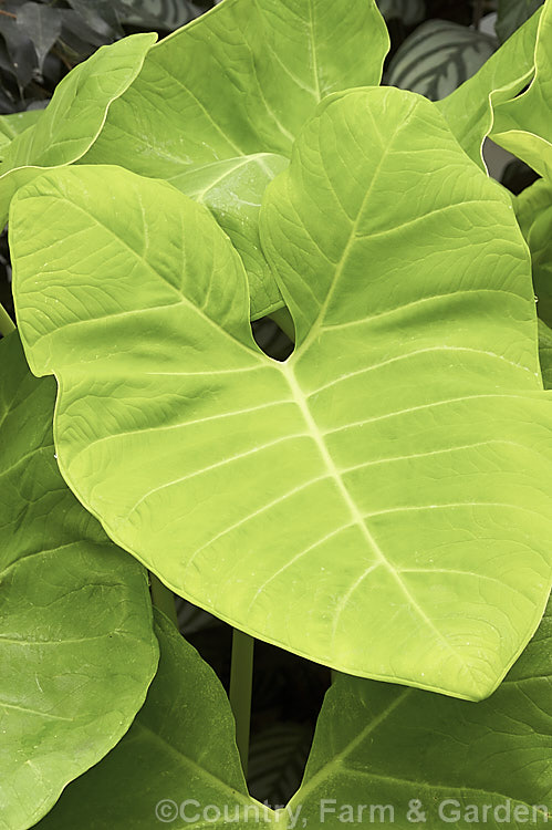 Xanthosoma sagittifolium 'Chartreuse. Giant', a yellow-green-leafed cultivar of Yautia, Tannia, Arrowleaf or Elephant Ear, a tuberous-rooted evergreen perennial aroid native to tropical America. It is cultivated as an ornamental for its large, strongly veined leaves and in its natural range it is used as a vegetable, both for its foliage and its edible yam-like roots. xanthosoma-2096htm'>Xanthosoma.