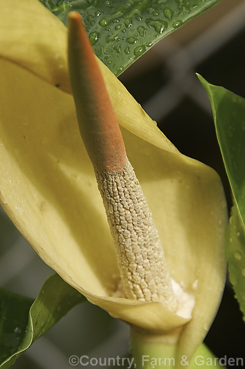 The flowerhead of Alocasia brisbanensis, an aroid found in coastal areas. Queensland and northeastern New South Wales, Australia. It forms a solid trunk-like stems and bear arrowhead-shaped leaves to over 1m long. The spathe and spadix are both cream to pale green, with tiny yellow true flowers followed by a head of bright red fruits. alocasia-2256htm'>Alocasia.