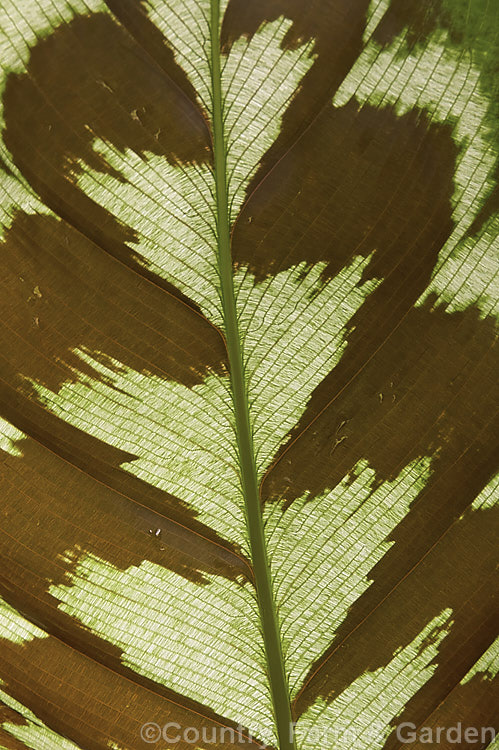 A backlit shot of a leaf of Calathea veitchiana, showing its intricately marked patterns and varying translucency. This rhizomatous perennial from Peru is often grown as a house plant and related to the prayer plants (<i>Maranta spp</i>).