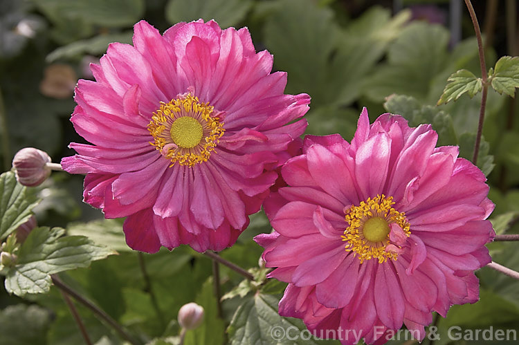 Anemone scabiosa (syns. Anemone hupehensis var. japonica, Anemone x hybrida, Anemone japonica</i>) 'Pamina', a pink-, semi-double-flowered form of the Japanese Anemone, an erect autumn-flowering perennial of garden origin, developed from species native to Japan and China. Order: Ranunculales, Family: Ranunculaceae