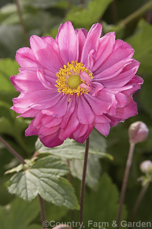 Anemone scabiosa (syns. Anemone hupehensis var. japonica, Anemone x hybrida, Anemone japonica</i>) 'Pamina', a pink-, semi-double-flowered form of the Japanese Anemone, an erect autumn-flowering perennial of garden origin, developed from species native to Japan and China. Order: Ranunculales, Family: Ranunculaceae