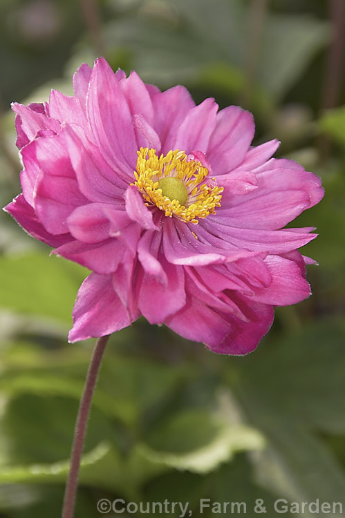 Anemone scabiosa (syns. Anemone hupehensis var. japonica, Anemone x hybrida, Anemone japonica</i>) 'Pamina', a pink-, semi-double-flowered form of the Japanese Anemone, an erect autumn-flowering perennial of garden origin, developed from species native to Japan and China. Order: Ranunculales, Family: Ranunculaceae