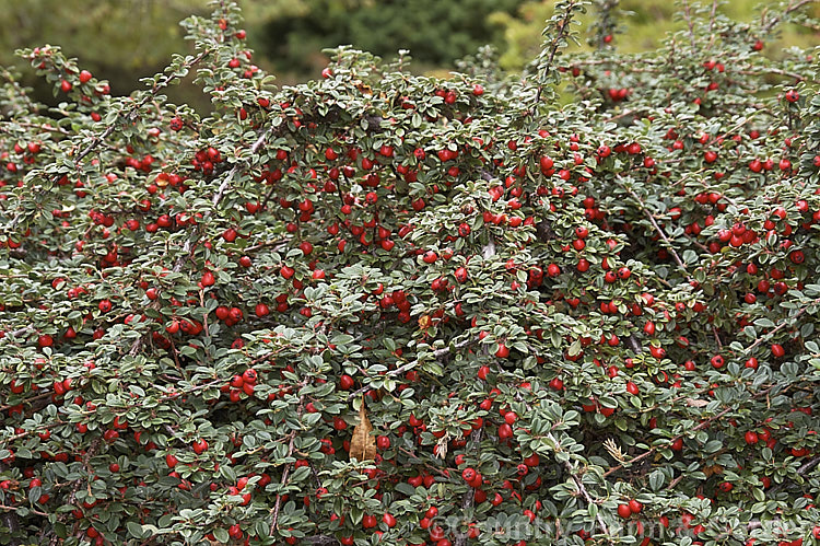 Cotoneaster dammeri var. radicans (syn. Cotoneaster radicans</i>), a prostrate or mounding evergreen, spring- to summer-flowering shrub native to China. The fruit, which is usually a deep red and may be glossy or dull, ripens from late summer. The plant can be up to 3m wide.