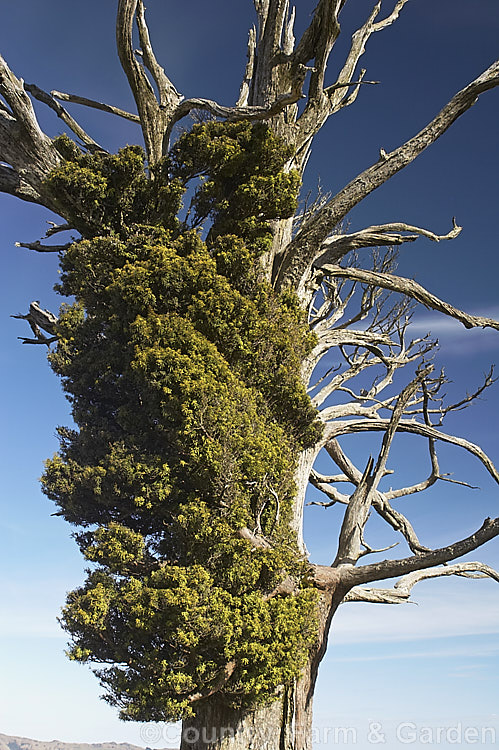 A Totara (<i>Podocarpus totara</i>) sculpted by the strong, cold southerly wind at the top of Western Valley, Banks. Peninsula, New Zealand. The clearance of the forest on these hills in the early 20th century exposed these trees and now all the growth on the windward side has died. The totara is a 30m tree native to New Zealand. The source of an extremely durable and beautifully marked resinous timber it is distinguished by its stout trunk and peeling bark. Order: Araucariales, Family: Podocarpaceae