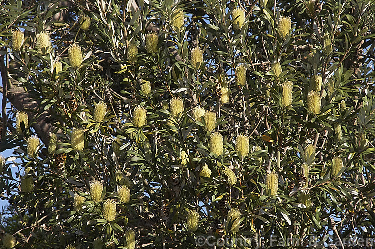 Coast. Banksia (<i>Banksia integrifolia</i>), an evergreen tree native to much of coastal eastern Australia. It grows to 15m tall, its flowerheads appear through most of the year and as with most banksias they are followed by woody seed cones. Order: Proteales, Family: Proteaceae