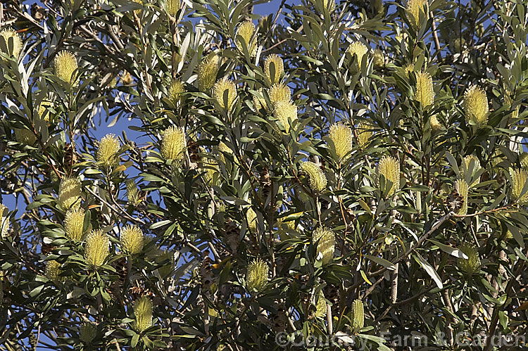 Coast. Banksia (<i>Banksia integrifolia</i>), an evergreen tree native to much of coastal eastern Australia. It grows to 15m tall, its flowerheads appear through most of the year and as with most banksias they are followed by woody seed cones. Order: Proteales, Family: Proteaceae