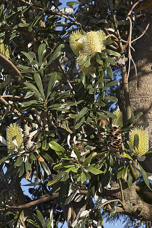 Coast. Banksia (<i>Banksia integrifolia</i>), an evergreen tree native to much of coastal eastern Australia. It grows to 15m tall, its flowerheads appear through most of the year and as with most banksias they are followed by woody seed cones. Order: Proteales, Family: Proteaceae