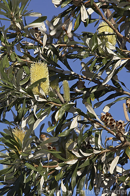 Coast. Banksia (<i>Banksia integrifolia</i>), an evergreen tree native to much of coastal eastern Australia. It grows to 15m tall, its flowerheads appear through most of the year and as with most banksias they are followed by woody seed cones. Order: Proteales, Family: Proteaceae