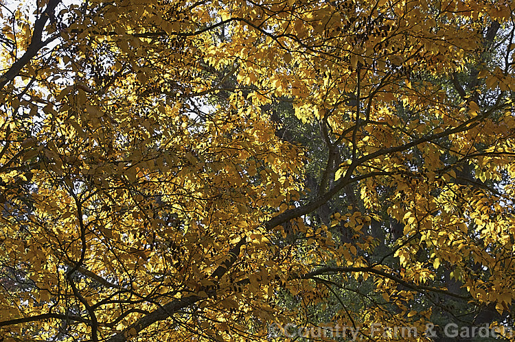 The backlit autumn foliage of the Japanese Cherry Birch (<i>Betula grossa</i>), a 25m high deciduous tree native to Japan. The bark changes from yellow through red to grey-black as it matures. betula-2077htm'>Betula. <a href='betulaceae-plant-family-photoshtml'>Betulaceae</a>.