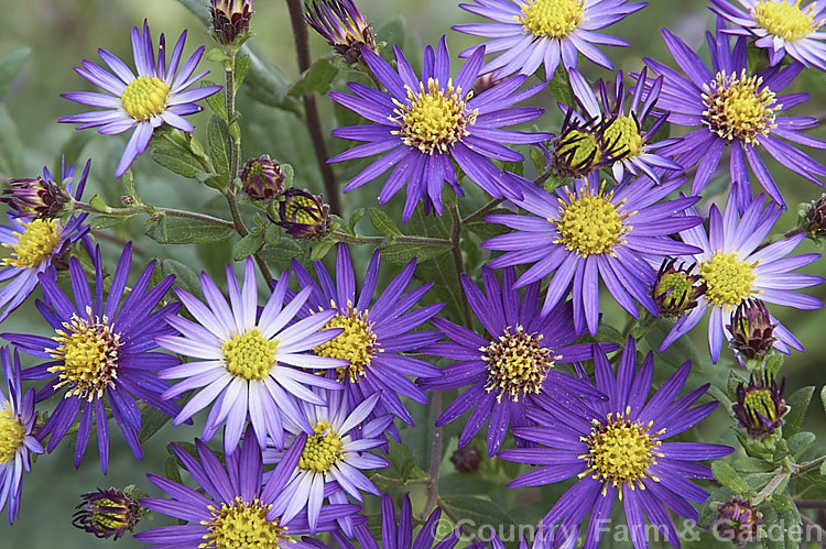 Aster trinervius, a late-flowering herbaceous perennial up to 1m tall It is found mainly from Nepal to China, with varieties occurring as far eastwards as Japan. aster-2378htm'>Aster.