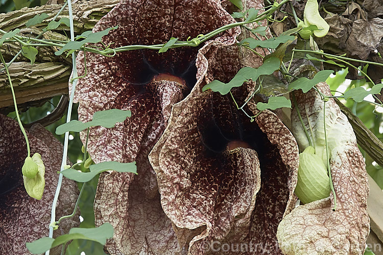 Giant Birthwort or Dutchman's Pipe (<i>Aristolochia gigantea</i>), a very vigorous climber native to Panama. It is easily capable of climbing 20m. The flowers can be up to 30cm across. They have a meat-red colouration that appeals to the flies that pollinate them. Order: Piperales, Family: Aristolochiaceae