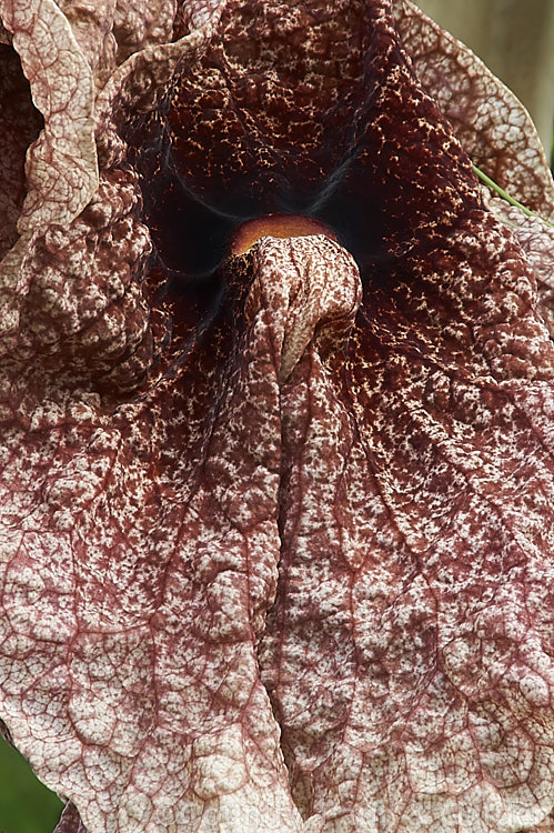 Giant Birthwort or Dutchman's Pipe (<i>Aristolochia gigantea</i>), a very vigorous climber native to Panama. It is easily capable of climbing 20m. The flowers can be up to 30cm across. They have a meat-red colouration that appeals to the flies that pollinate them. Order: Piperales, Family: Aristolochiaceae