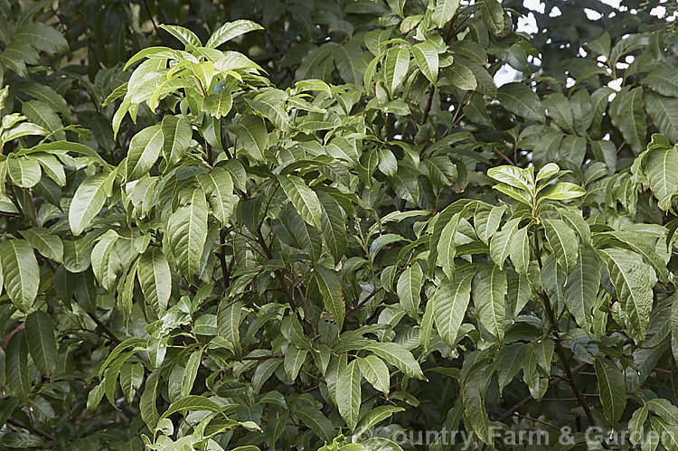 Wild Quince or Bird's Eye (<i>Alectryon subcinereus</i>), an evergreen large shrub or small tree native to eastern Australia. Its compound leaves have leaflets up to 17cm long and its sprays of small green flowers develop into fruits that open to reveal a black seed on a fleshy red aril. alectryon-2250htm'>Alectryon. <a href='sapindaceae-plant-family-photoshtml'>Sapindaceae</a>.