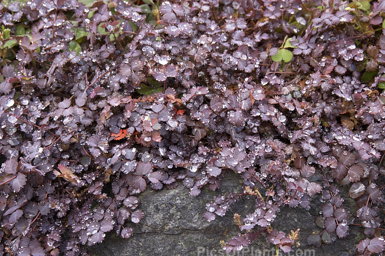 <i>Acaena inermis</i> 'Purpureus', a cultivar of a rhizomatous, prostrate, near-evergreen perennial native to New Zealand. 'Purpureus' has purple-tinted bronze-green foliage. This species is very similar to <i>Acaena microphylla</i>, with near-identical foliage, but its seedheads are on much shorter stems and do not have spines. Order: Rosales, Family: Rosaceae