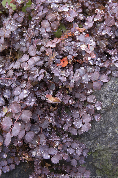 <i>Acaena inermis</i> 'Purpureus', a cultivar of a rhizomatous, prostrate, near-evergreen perennial native to New Zealand. 'Purpureus' has purple-tinted bronze-green foliage. This species is very similar to <i>Acaena microphylla</i>, with near-identical foliage, but its seedheads are on much shorter stems and do not have spines. Order: Rosales, Family: Rosaceae