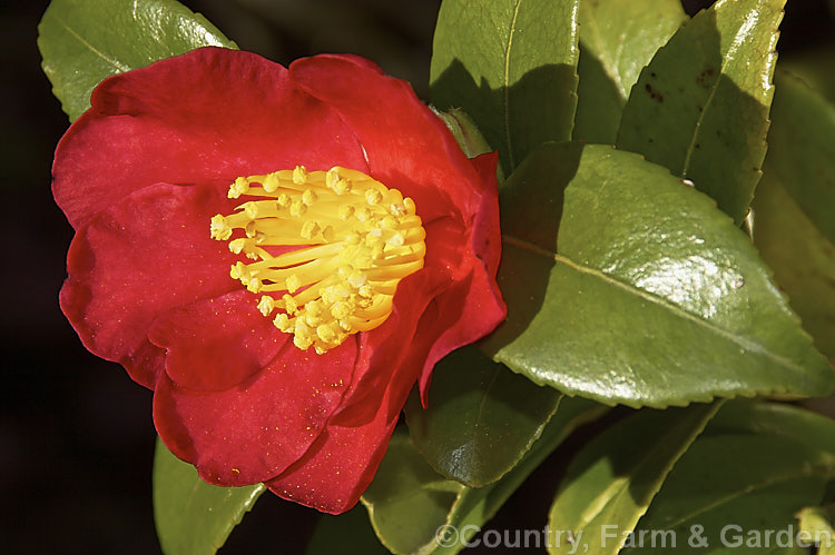 <i>Camellia</i> 'Yuletide', a <i>Camellia sasanqua</i> cultivar with simple but bright flowers that appear from mid-autumn until well into spring. Order: Ericales, Family: Theaceae