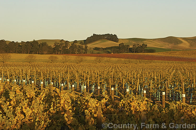 Vineyard in autumn in the last of day's sun. The white grapes tend to have yellow autumn foliage while the red grapes develop red autumn foliage tones.