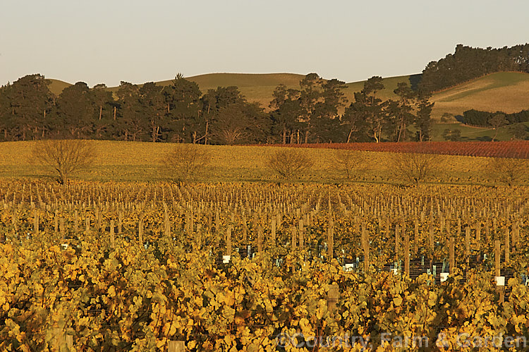 Vineyard in autumn in the last of day's sun. The white grapes tend to have yellow autumn foliage while the red grapes develop red autumn foliage tones.