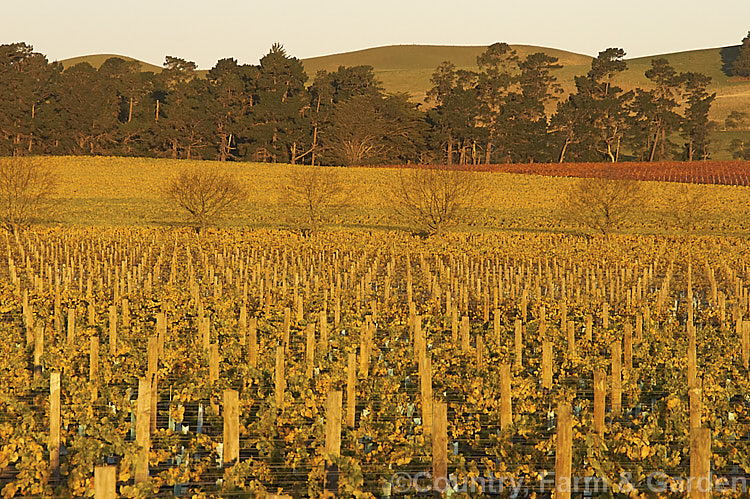 Vineyard in autumn in the last of day's sun. The white grapes tend to have yellow autumn foliage while the red grapes develop red autumn foliage tones.