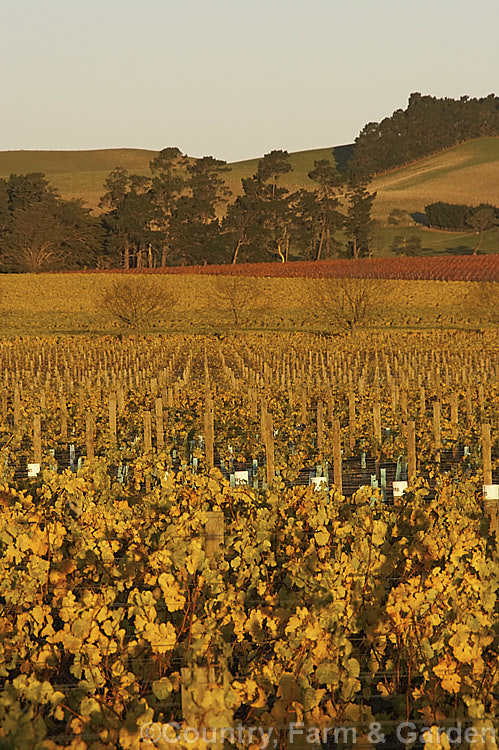 Vineyard in autumn in the last of day's sun. The white grapes tend to have yellow autumn foliage while the red grapes develop red autumn foliage tones.