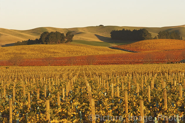 Vineyard in autumn in the last of day's sun. The white grapes tend to have yellow autumn foliage while the red grapes develop red autumn foliage tones.