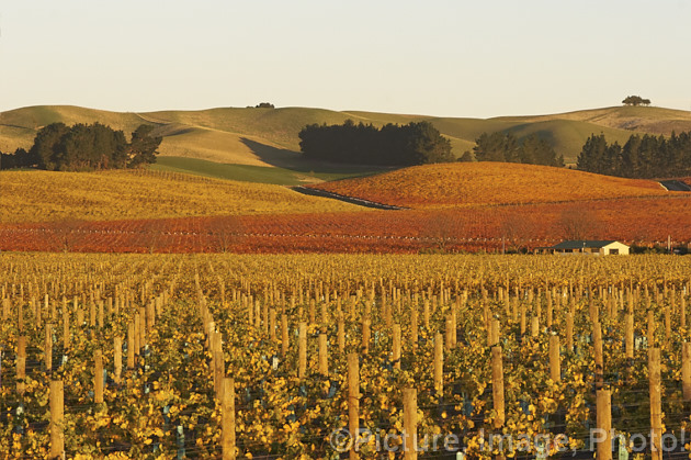 Vineyard in autumn in the last of day's sun. The white grapes tend to have yellow autumn foliage while the red grapes develop red autumn foliage tones.