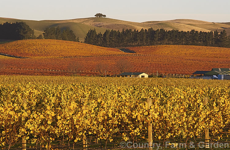 Vineyard in autumn in the last of day's sun. The white grapes tend to have yellow autumn foliage while the red grapes develop red autumn foliage tones.