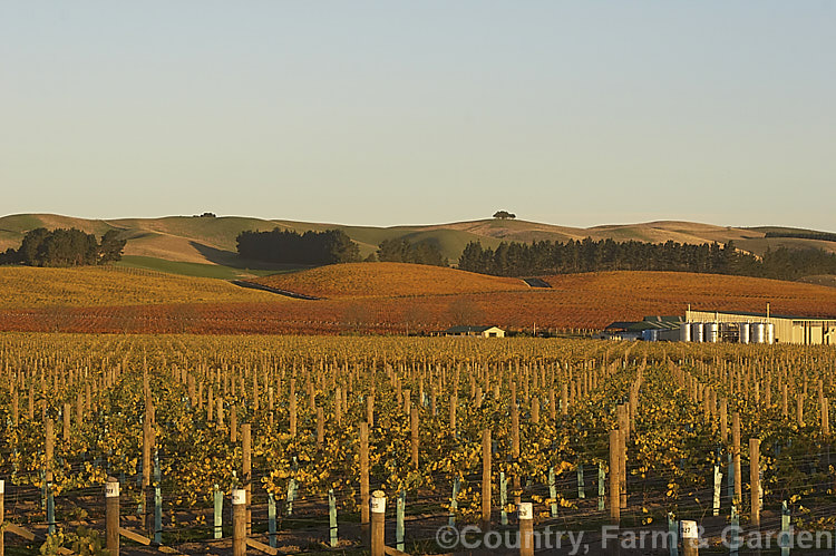 Vineyard in autumn in the last of day's sun. The white grapes tend to have yellow autumn foliage while the red grapes develop red autumn foliage tones.