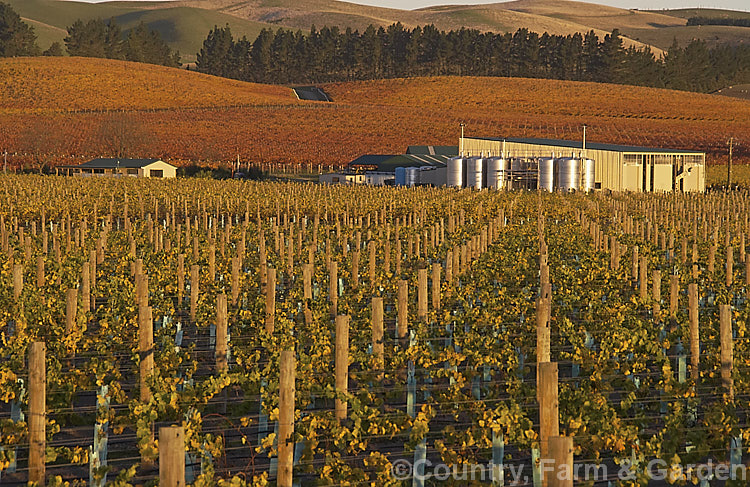 Vineyard in autumn in the last of day's sun. The white grapes tend to have yellow autumn foliage while the red grapes develop red autumn foliage tones.