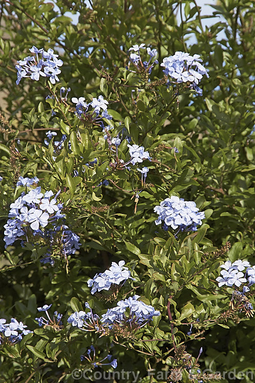 Cape. Leadwort (<i>Plumbago auriculata [syn. Plumbago capensis]), a lax, summer- to autumn-flowering, evergreen shrub native to South Africa. It is often trained as a climber or hedging plant. plumbago-2745htm'>Plumbago. <a href='plumbaginaceae-plant-family-photoshtml'>Plumbaginaceae</a>.