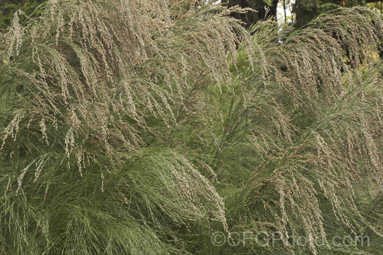 Flowerheads of Restio paniculatus (syn. Calopsis paniculata</i>), a water-loving rush-like plant native found in water-logged soils and stream-sides from the south-western Cape to KwaZulu-Natal in South Africa. It grows to around 3m tall and is a member of the Cape. Reed family (<i>Restionaceae</i>). Male and female flowers occur on separate plants