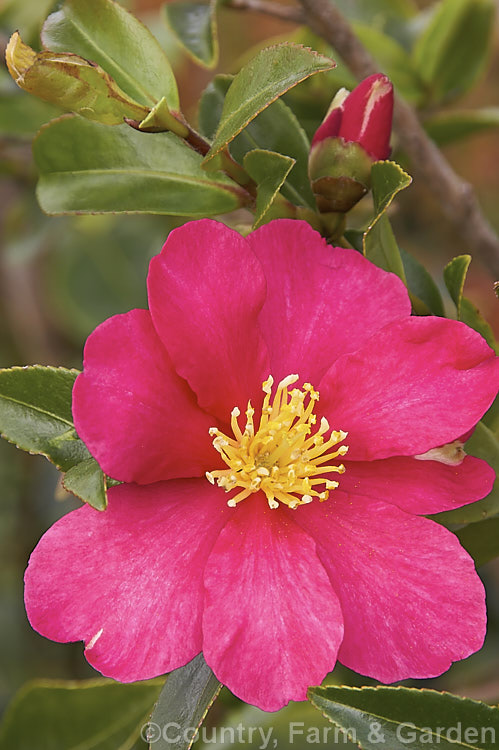 <i>Camellia</i> 'Crimson King', a <i>Camellia sasanqua</i> cultivar that is among the first to bloom. It has a strongly upright habit and its flowers sometimes have a slight scent. Order: Ericales, Family: Theaceae