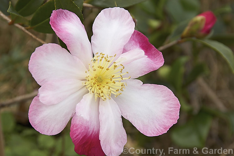 <i>Camellia</i> 'Daydream', a tall, quick-growing. <i>Camellia sasanqua</i> cultivar that is especially well suited to espaliering or growing as a hedge. Order: Ericales, Family: Theaceae