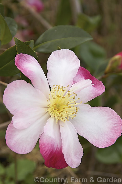 <i>Camellia</i> 'Daydream', a tall, quick-growing. <i>Camellia sasanqua</i> cultivar that is especially well suited to espaliering or growing as a hedge. Order: Ericales, Family: Theaceae