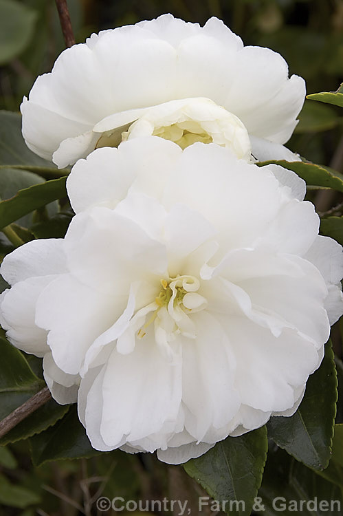 <i>Camellia</i> 'Mine No Yuki', a loosely semi-double- to double-flowered <i>Camellia sasanqua</i> cultivar. Also known as 'Moonlight' or 'White Doves', though the name means snow on the mountain peaks. Order: Ericales, Family: Theaceae