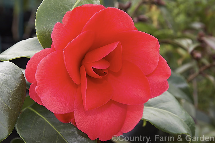 <i>Camellia</i> 'Fox's Fancy', a bright red formal double-flowered Not widely grown, it is probably either a hybrid or small-flowered <i>Camellia japonica</i> cultivar. Order: Ericales, Family: Theaceae