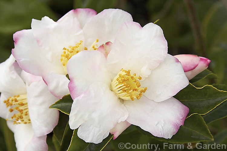 <i>Camellia</i> 'Yoimachi', a <i>Camellia sasanqua</i> cultivar with an upright growth habit and delicately shaded white and pink flowers that open through winter. Order: Ericales, Family: Theaceae