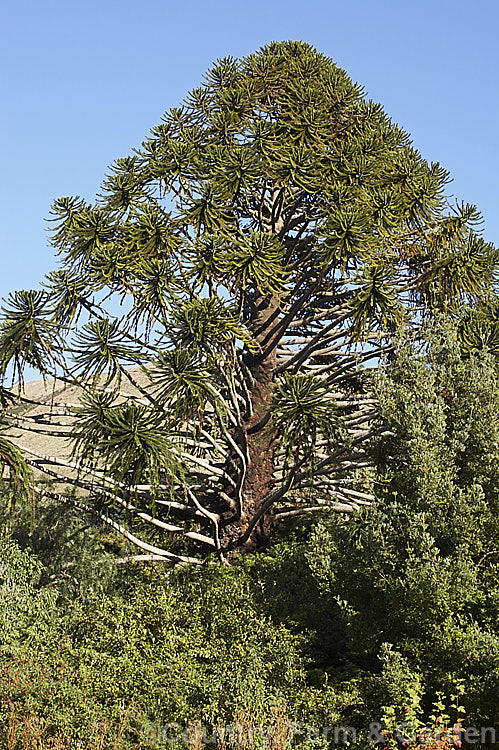 A very old specimen of the Bunya Bunya (<i>Araucaria bidwillii</i>) emerging from undergrowth. This 45m tall evergreen conifer, native to Queensland, Australia, is a near relative of the Monkey Puzzle Tree and Norfolk Island Pine. Order: Pinales, Family: Araucariaceae